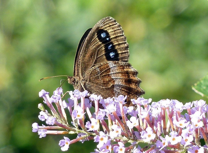 Minois dryas - aberrazione